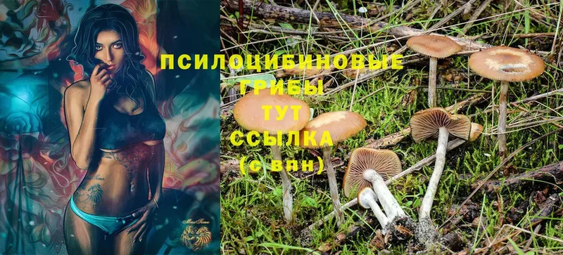 как найти закладки  Пудож  Галлюциногенные грибы Cubensis 